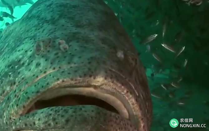 大石斑鱼