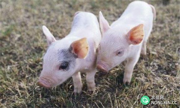 猪繁殖与呼吸综合征的治疗方法