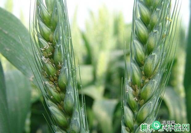 种植小麦如何防治麦二叉蚜