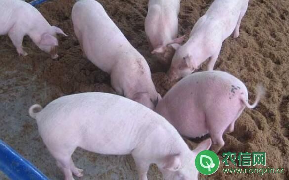 种公猪的科学管理方法，加强管理保成功育种