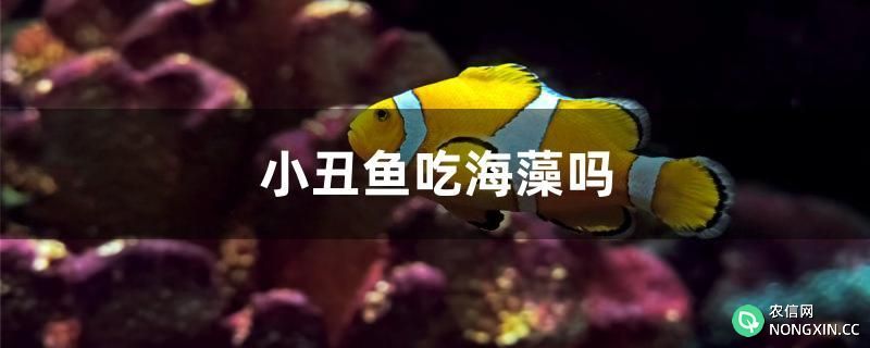 小丑鱼吃海藻吗