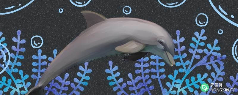 海豚的尾巴像什么形状，有什么作用