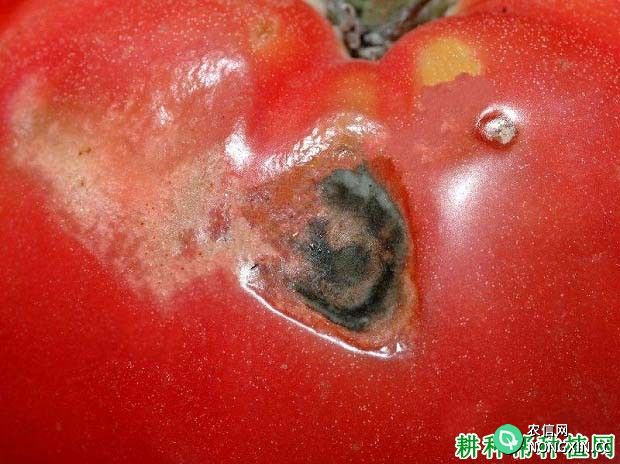 番茄青霉果腐病如何防治 番茄青霉果腐病特效药有哪些