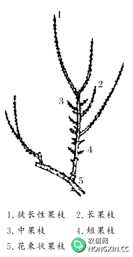 李子树的枝条有什么特点