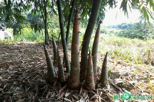 丛生型笋用竹每亩种多少株