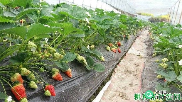 容宝草莓品种好不好
