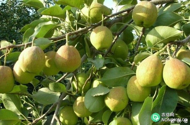 梨树怎么按树龄（生长期）施肥