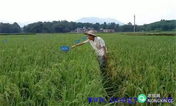 锌元素对水稻的作用