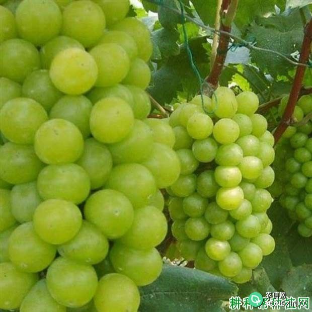 京玉葡萄品种好不好 种植京玉葡萄需要注意什么
