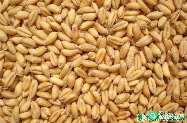 小麦品质是指什么