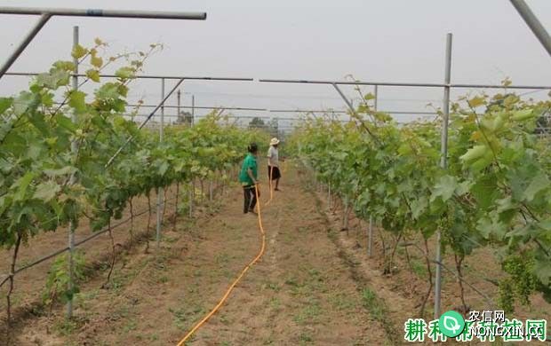 种植葡萄如何施氮肥