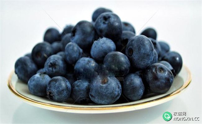 新鲜的蓝莓能保存几天