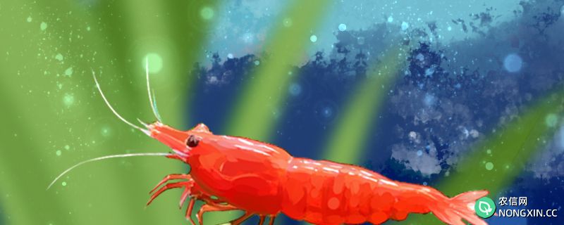 极火虾寿命多长，能长多大