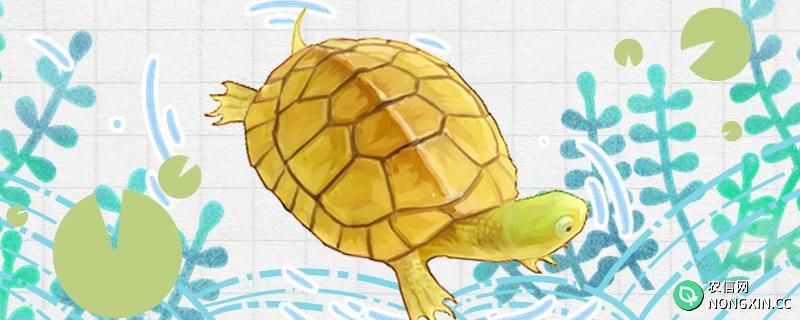 石金钱龟是水龟还是半水龟，水位多高合适