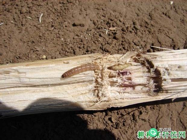 种植玉米如何防治亚洲玉米螟