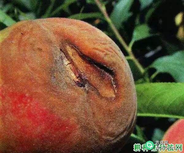 种植桃树如何防治桃实腐病