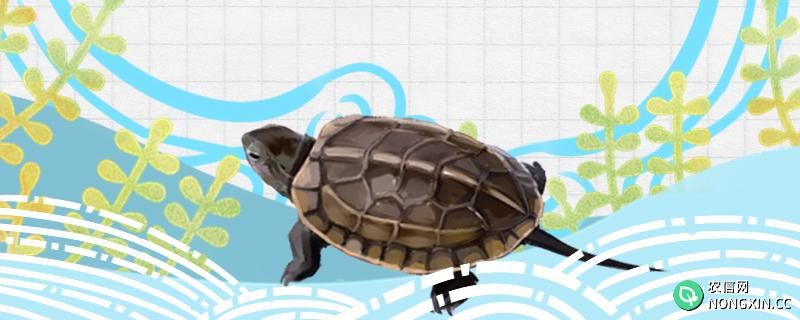草龟可以用纯净水养吗，还能用什么水养