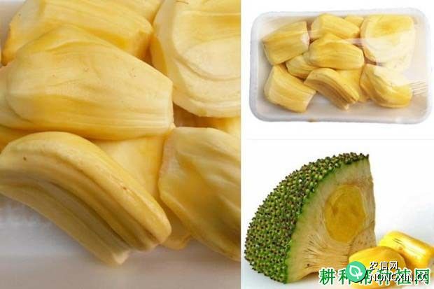 马来西亚1号菠萝蜜品种怎么样