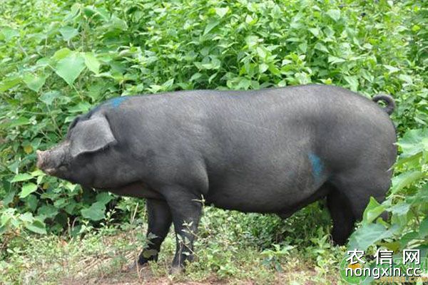 黑猪养殖效益