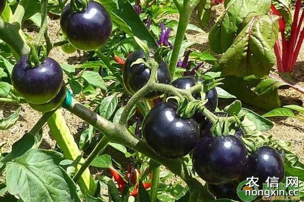 黑番茄种植成本