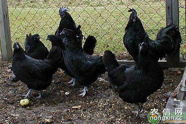 黑色鸡养殖