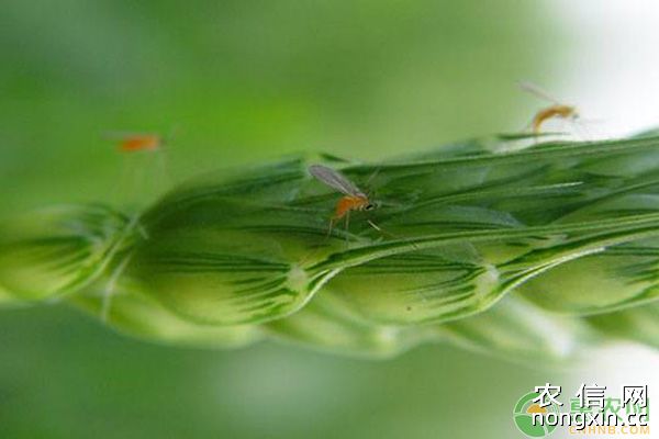 小麦吸浆虫防治方法