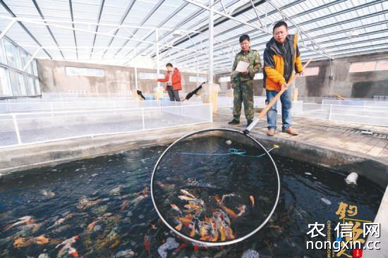 辽宁沈阳：依靠锦鲤 生产观赏鱼产品 成为特色渔业新亮点