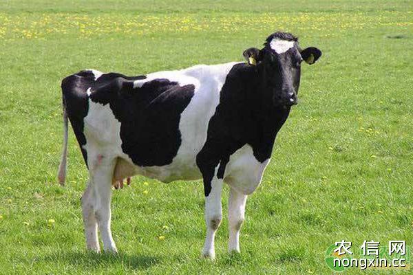 硫酸镁治疗奶牛繁殖疾病的适应症及治疗方法
