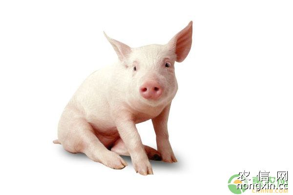 面对猪鼻塞现象，养殖户该怎么办？猪鼻塞刺鼻治疗方法