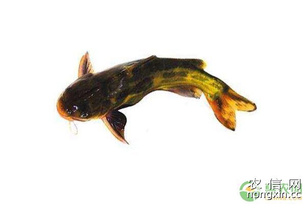 提高黄颡鱼鱼苗发花成活率的养殖方法