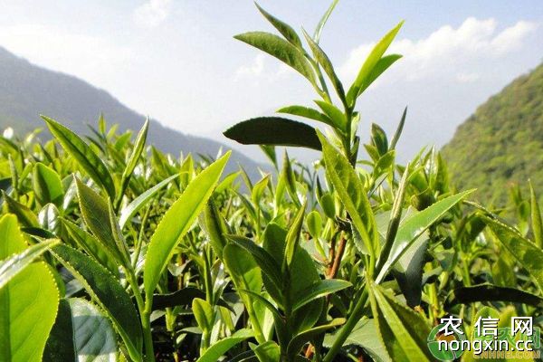 茶叶高产种植技术要点