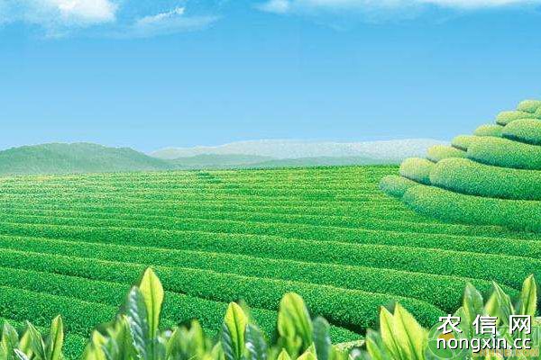优质茶叶种植需这样施肥、修剪及封园
