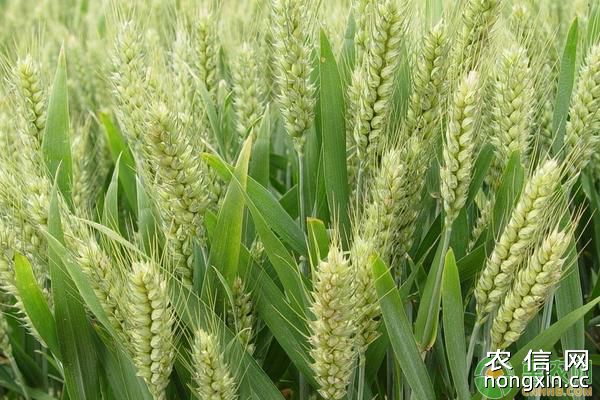 小麦安全越冬方法