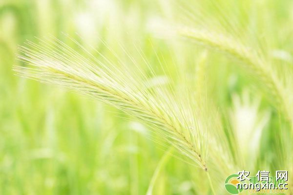 山东省小麦苗情及增温保墒+施肥浇水管理措施