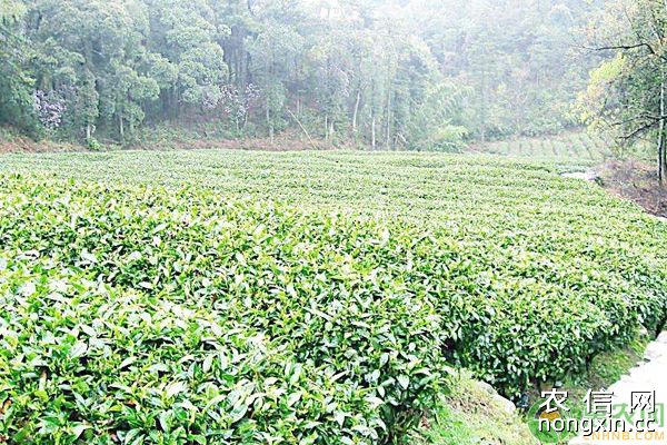 优质茶叶怎么种？