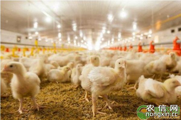 2019年虫子鸡市场价格及养殖前景介绍
