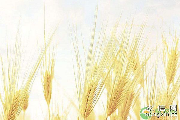 小麦主要分布在哪？主要农作物种植收获时间及小麦分布