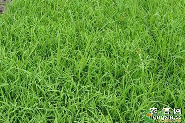 两优培九水稻适应范围、栽培要点、病虫害防治措施