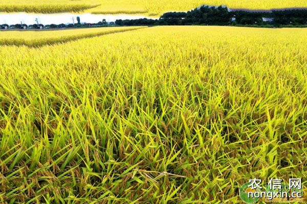 有机稻品种选择、肥料运筹、植保栽培技术要点