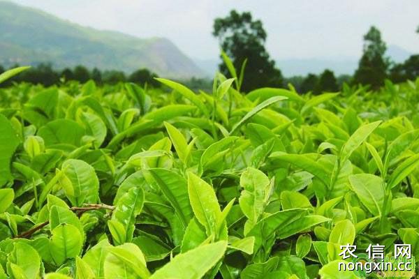 茶树生长条件