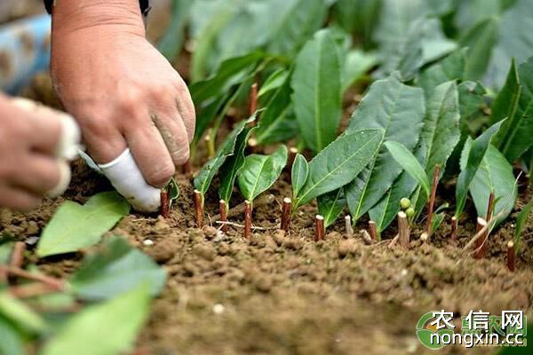 茶叶凹沟深栽法栽植优势及栽培技术要点