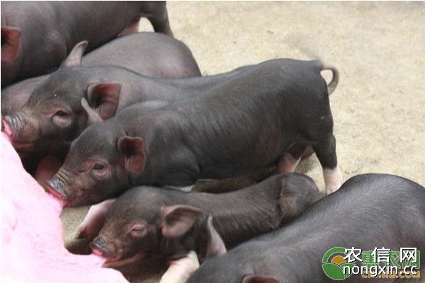 生猪养殖：适宜喂猪的几种副产品