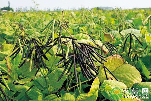 2019年绿豆种植前景及种植效益分析