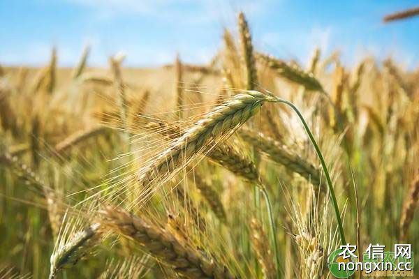 小麦田除草剂药害