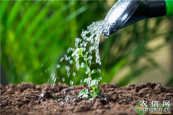 农作物科学施用磷肥