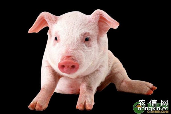 猪糠麸类饲料、饼粕类饲料、动物性饲料等最佳食谱