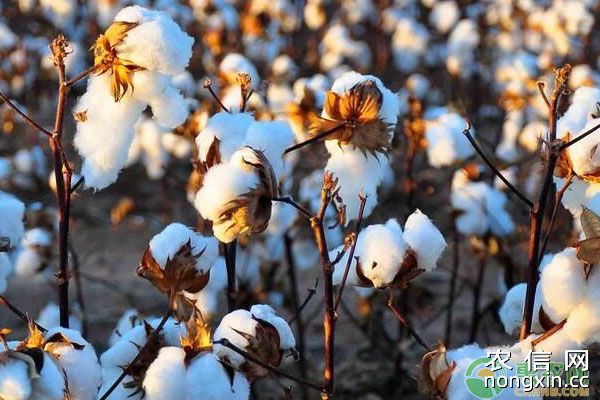 我国现有栽培品种有哪些？棉花“五肥”施肥要点
