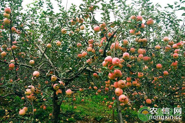 大连地区短枝型苹果树的施肥方法