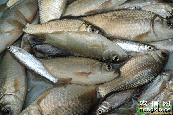水产养殖：常见鱼病的防治常识