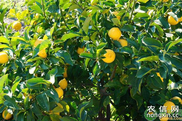 2019年柠檬市场行情及种植前景分析